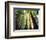 Redwood Forest-Jim Zuckerman-Framed Photographic Print