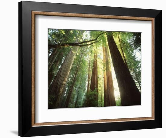 Redwood Forest-Jim Zuckerman-Framed Photographic Print