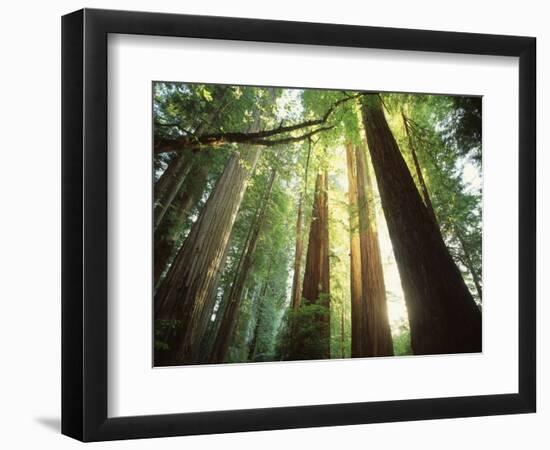 Redwood Forest-Jim Zuckerman-Framed Photographic Print