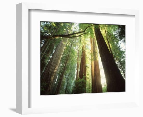 Redwood Forest-Jim Zuckerman-Framed Photographic Print