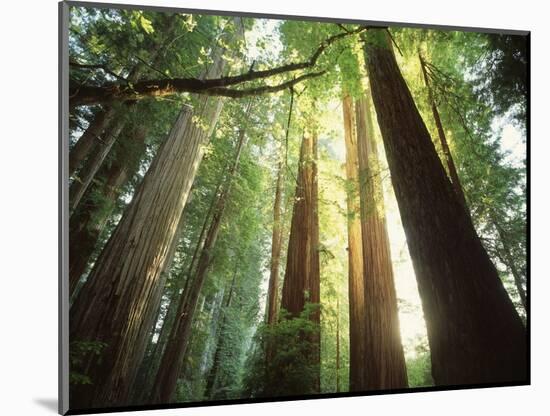 Redwood Forest-Jim Zuckerman-Mounted Photographic Print