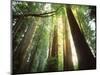 Redwood Forest-Jim Zuckerman-Mounted Photographic Print