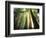 Redwood Forest-Jim Zuckerman-Framed Photographic Print