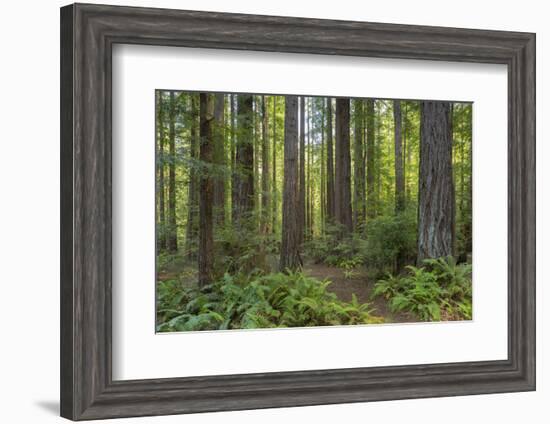 Redwood, Julia Pfeiffer Burns State Park, California, Usa-Rainer Mirau-Framed Photographic Print