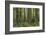 Redwood, Julia Pfeiffer Burns State Park, California, Usa-Rainer Mirau-Framed Photographic Print