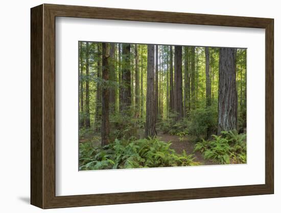 Redwood, Julia Pfeiffer Burns State Park, California, Usa-Rainer Mirau-Framed Photographic Print