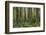 Redwood, Julia Pfeiffer Burns State Park, California, Usa-Rainer Mirau-Framed Photographic Print