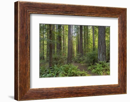 Redwood, Julia Pfeiffer Burns State Park, California, Usa-Rainer Mirau-Framed Photographic Print