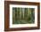 Redwood, Julia Pfeiffer Burns State Park, California, Usa-Rainer Mirau-Framed Photographic Print