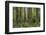 Redwood, Julia Pfeiffer Burns State Park, California, Usa-Rainer Mirau-Framed Photographic Print