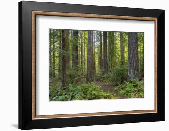 Redwood, Julia Pfeiffer Burns State Park, California, Usa-Rainer Mirau-Framed Photographic Print