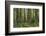 Redwood, Julia Pfeiffer Burns State Park, California, Usa-Rainer Mirau-Framed Photographic Print