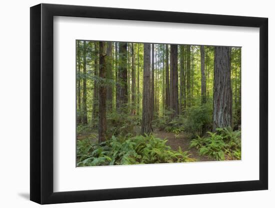 Redwood, Julia Pfeiffer Burns State Park, California, Usa-Rainer Mirau-Framed Photographic Print