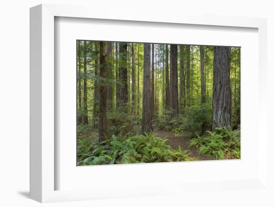 Redwood, Julia Pfeiffer Burns State Park, California, Usa-Rainer Mirau-Framed Photographic Print