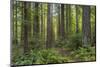 Redwood, Julia Pfeiffer Burns State Park, California, Usa-Rainer Mirau-Mounted Photographic Print