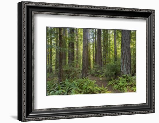 Redwood, Julia Pfeiffer Burns State Park, California, Usa-Rainer Mirau-Framed Photographic Print