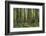 Redwood, Julia Pfeiffer Burns State Park, California, Usa-Rainer Mirau-Framed Photographic Print