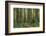 Redwood, Julia Pfeiffer Burns State Park, California, Usa-Rainer Mirau-Framed Photographic Print