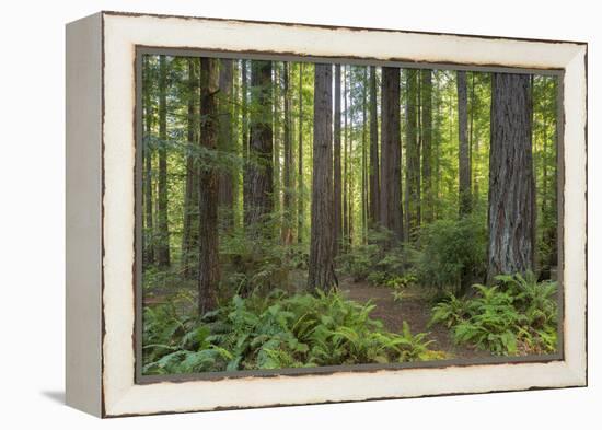 Redwood, Julia Pfeiffer Burns State Park, California, Usa-Rainer Mirau-Framed Premier Image Canvas