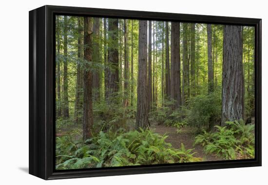 Redwood, Julia Pfeiffer Burns State Park, California, Usa-Rainer Mirau-Framed Premier Image Canvas