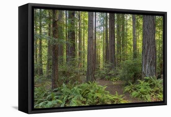 Redwood, Julia Pfeiffer Burns State Park, California, Usa-Rainer Mirau-Framed Premier Image Canvas