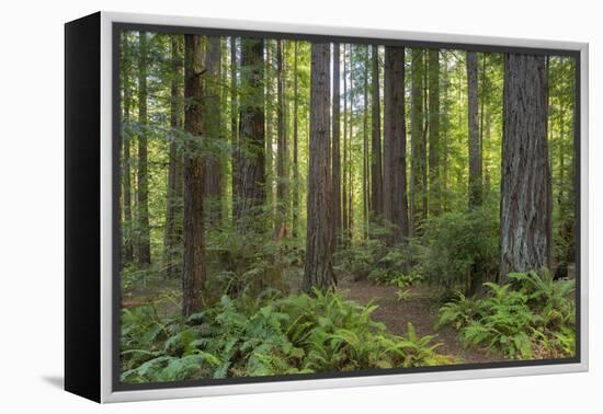 Redwood, Julia Pfeiffer Burns State Park, California, Usa-Rainer Mirau-Framed Premier Image Canvas