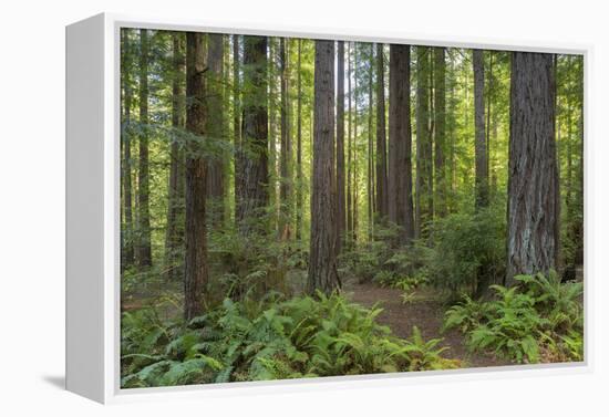 Redwood, Julia Pfeiffer Burns State Park, California, Usa-Rainer Mirau-Framed Premier Image Canvas