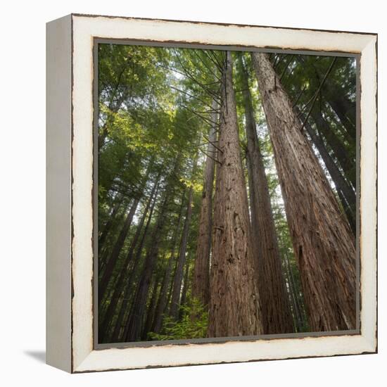 Redwood, Julia Pfeiffer Burns State Park, California, Usa-Rainer Mirau-Framed Premier Image Canvas