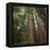 Redwood, Julia Pfeiffer Burns State Park, California, Usa-Rainer Mirau-Framed Premier Image Canvas