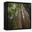 Redwood, Julia Pfeiffer Burns State Park, California, Usa-Rainer Mirau-Framed Premier Image Canvas