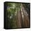 Redwood, Julia Pfeiffer Burns State Park, California, Usa-Rainer Mirau-Framed Premier Image Canvas