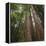 Redwood, Julia Pfeiffer Burns State Park, California, Usa-Rainer Mirau-Framed Premier Image Canvas