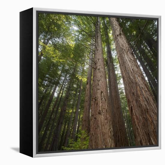 Redwood, Julia Pfeiffer Burns State Park, California, Usa-Rainer Mirau-Framed Premier Image Canvas