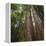 Redwood, Julia Pfeiffer Burns State Park, California, Usa-Rainer Mirau-Framed Premier Image Canvas