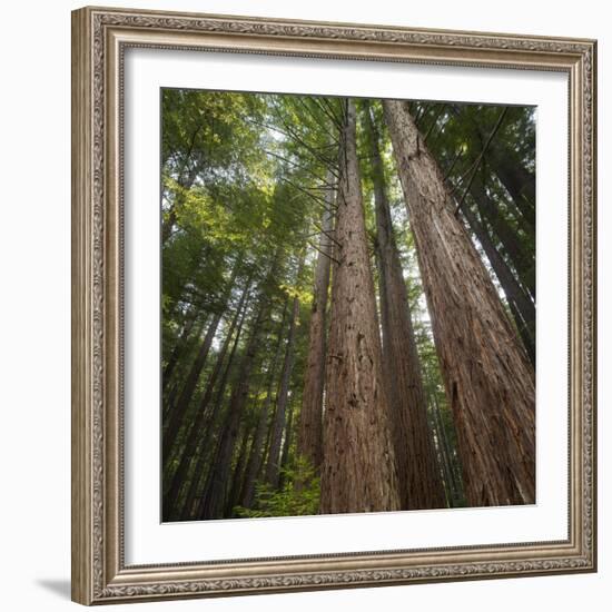 Redwood, Julia Pfeiffer Burns State Park, California, Usa-Rainer Mirau-Framed Photographic Print