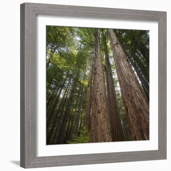 Redwood, Julia Pfeiffer Burns State Park, California, Usa-Rainer Mirau-Framed Photographic Print
