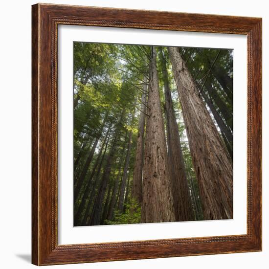 Redwood, Julia Pfeiffer Burns State Park, California, Usa-Rainer Mirau-Framed Photographic Print