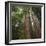 Redwood, Julia Pfeiffer Burns State Park, California, Usa-Rainer Mirau-Framed Photographic Print