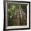 Redwood, Julia Pfeiffer Burns State Park, California, Usa-Rainer Mirau-Framed Photographic Print