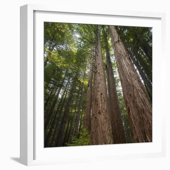 Redwood, Julia Pfeiffer Burns State Park, California, Usa-Rainer Mirau-Framed Photographic Print