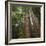 Redwood, Julia Pfeiffer Burns State Park, California, Usa-Rainer Mirau-Framed Photographic Print