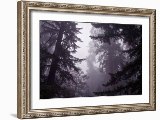 Redwood Morning Mood-Vincent James-Framed Photographic Print