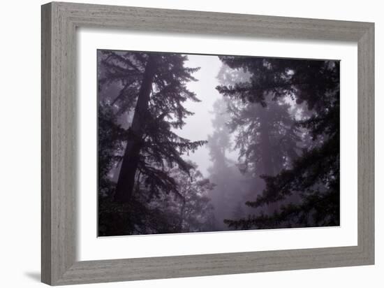 Redwood Morning Mood-Vincent James-Framed Photographic Print