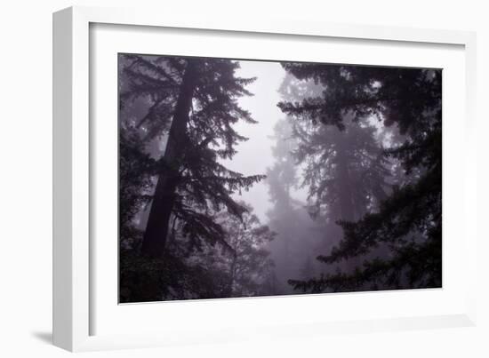 Redwood Morning Mood-Vincent James-Framed Photographic Print