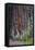 Redwood National Park, base of a giant redwood tree.-Mallorie Ostrowitz-Framed Premier Image Canvas