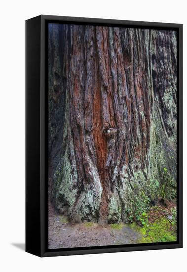 Redwood National Park, base of a giant redwood tree.-Mallorie Ostrowitz-Framed Premier Image Canvas