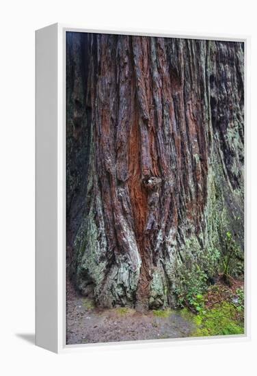 Redwood National Park, base of a giant redwood tree.-Mallorie Ostrowitz-Framed Premier Image Canvas
