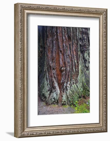 Redwood National Park, base of a giant redwood tree.-Mallorie Ostrowitz-Framed Photographic Print