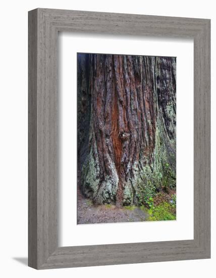 Redwood National Park, base of a giant redwood tree.-Mallorie Ostrowitz-Framed Photographic Print