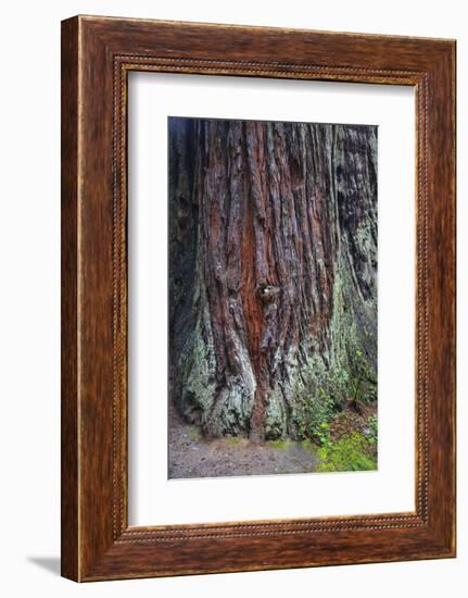 Redwood National Park, base of a giant redwood tree.-Mallorie Ostrowitz-Framed Photographic Print